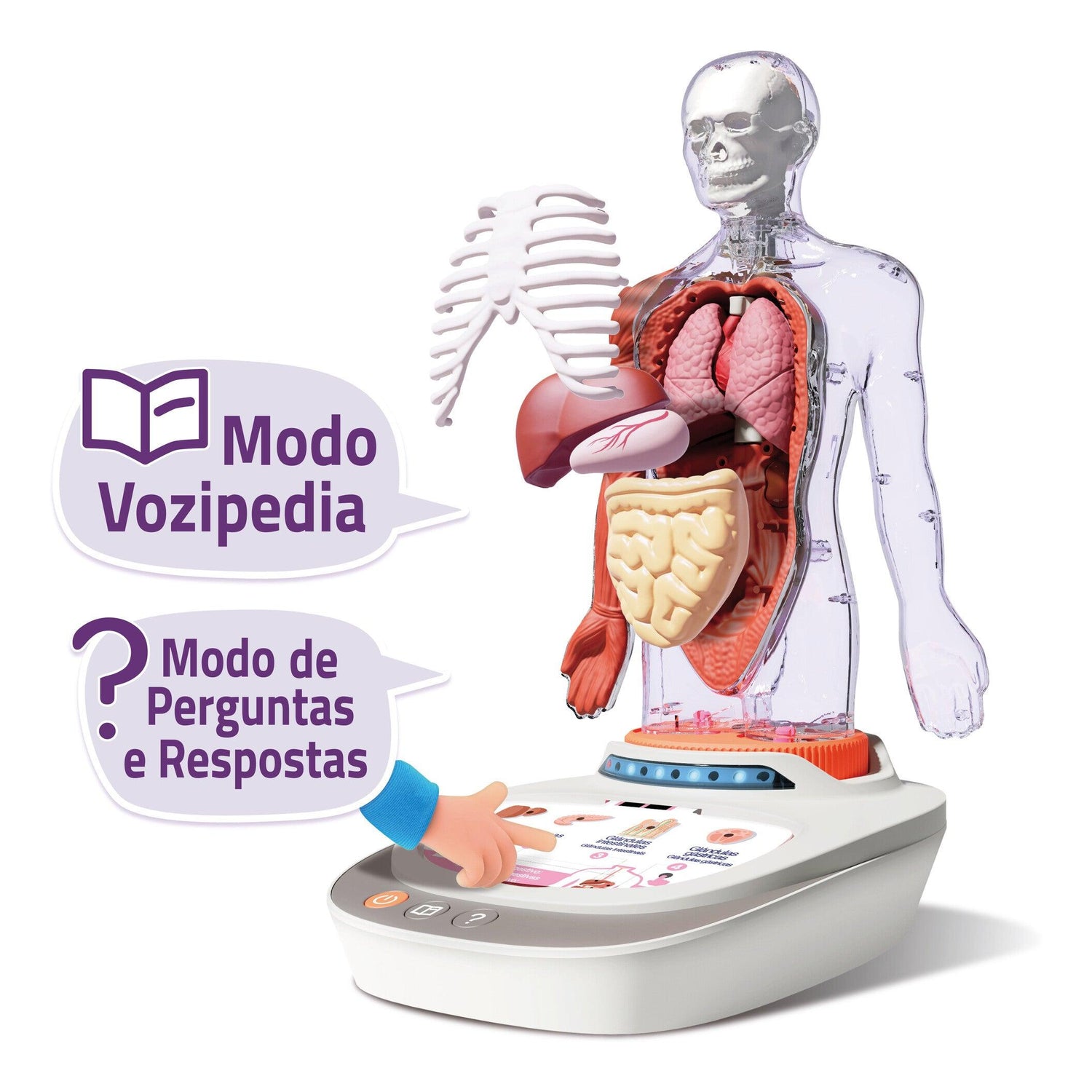Canal Toys - Corpo Humano: Vozpedia